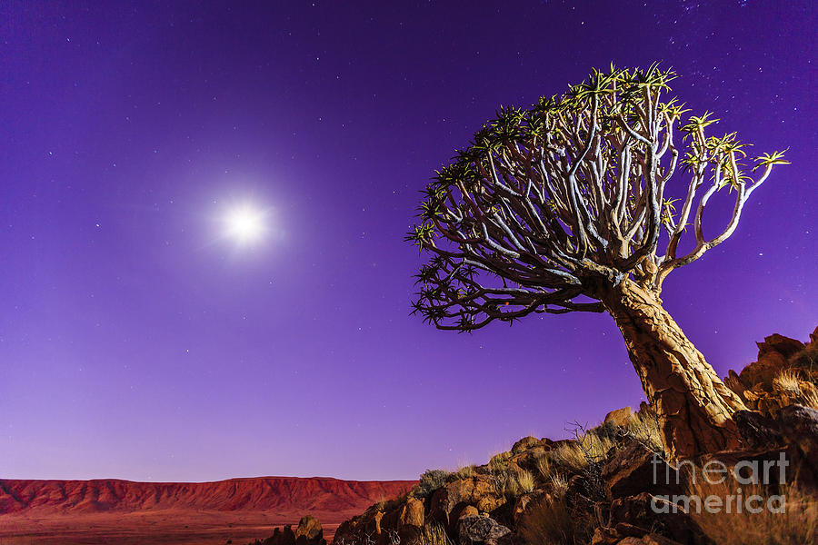 Tree Photograph - View Of A Kokerboom Tree by 