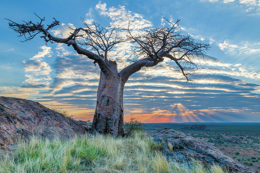 View Of Baobab Adansonia At Sunset Photograph by Panoramic Images