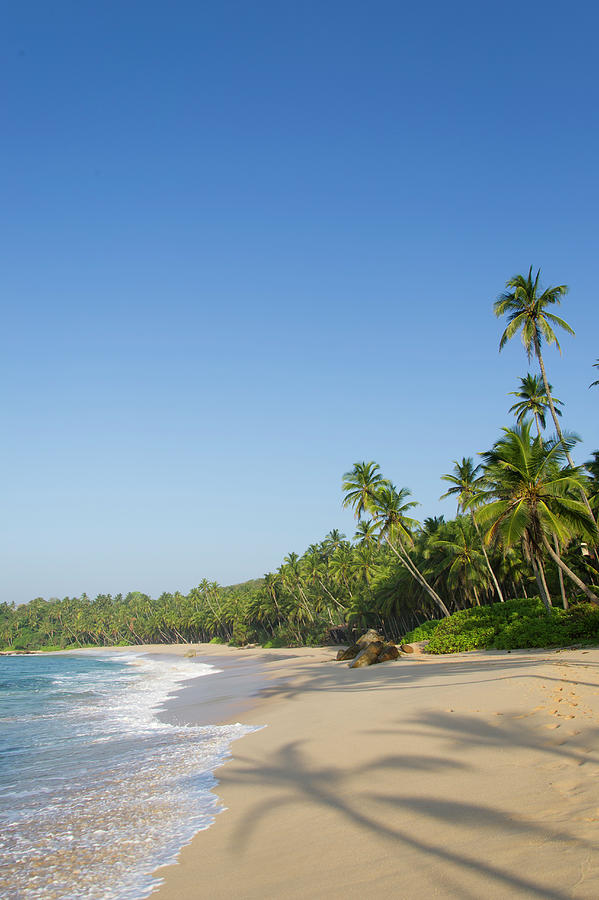 View Of Beach And Palm Trees In Tangalle, Hambantota District, Sri ...