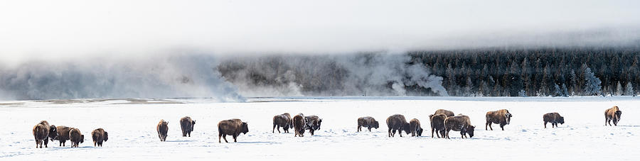 View Of Bison Herd Bison Bison Fountain Photograph by Panoramic Images