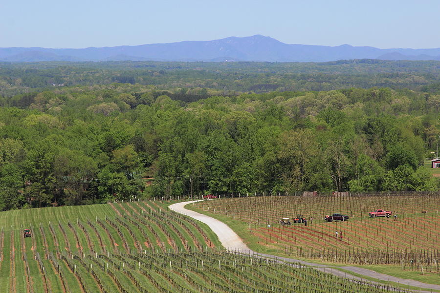 View Of Blue Ridge From The Vineyard 3 by Cathy Lindsey View Of Blue Ridge From The Vineyard 3 by Cathy Lindsey