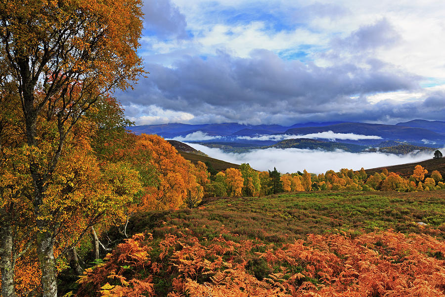 View Of Cairngorms National Park In by Louise Heusinkveld
