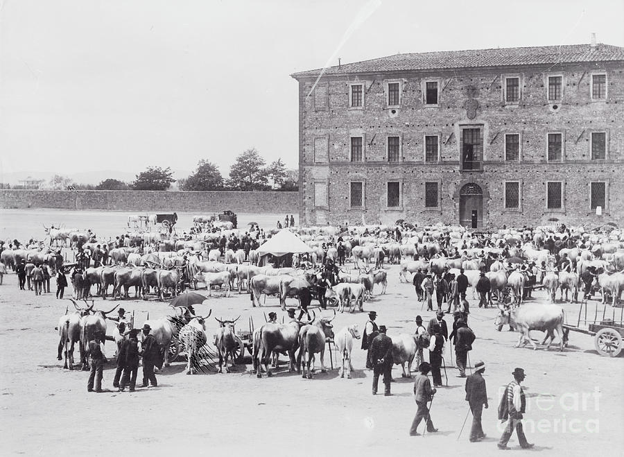 View Of Cattle At Market Of Tuscana Photograph by Bettmann