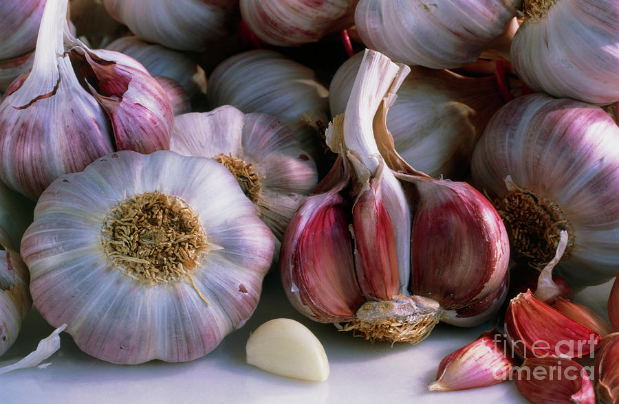 View Of Cloves And Bulbs Of Garlic Photograph by Maximilian Stock Ltd/science Photo Library