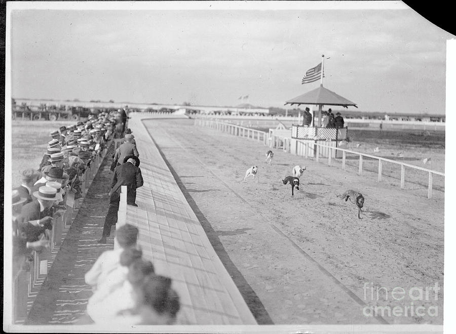 View Of Dogs Racing On Track Photograph by Bettmann