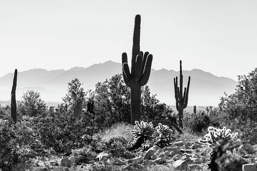 View of Estralla Mountains - BW by Juliana Swenson View of Estralla Mountains - BW by Juliana Swenson