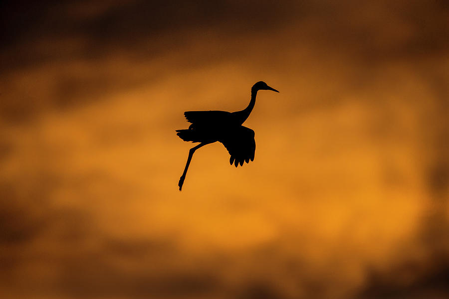 Nature Photograph - View Of Flying Sandhill Crane, Soccoro by Panoramic Images