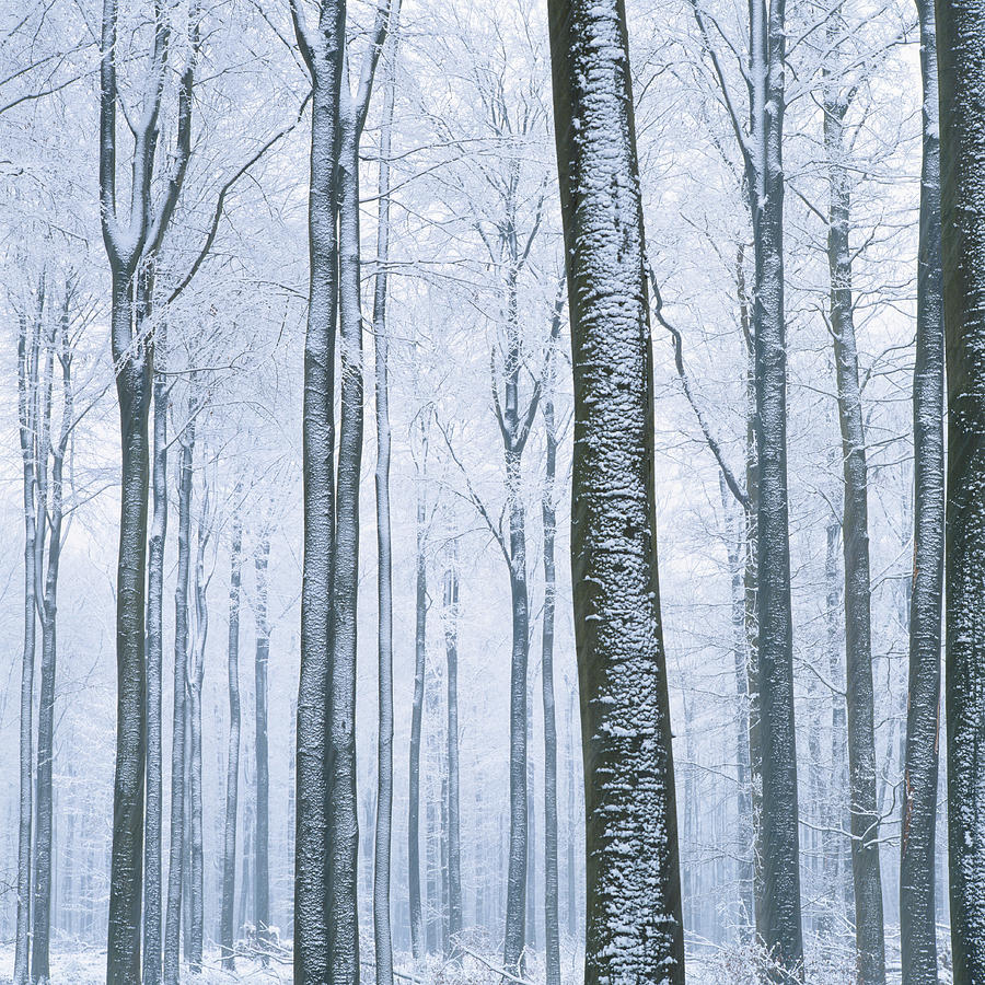 View Of Forest In Winter, Low Angle View Photograph by David De Lossy