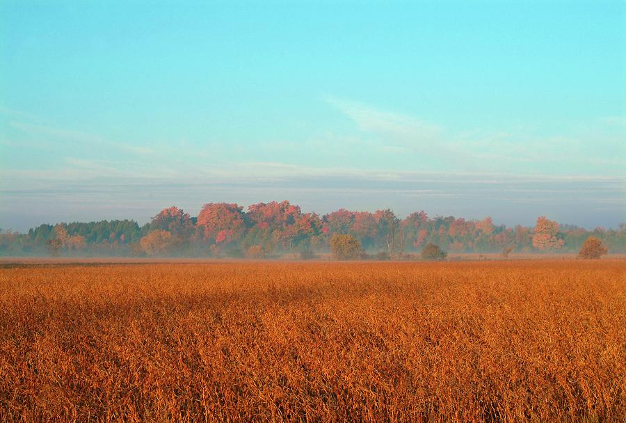 View Of Grain Field In Morning Photograph by Design Pics/design Pics Bro