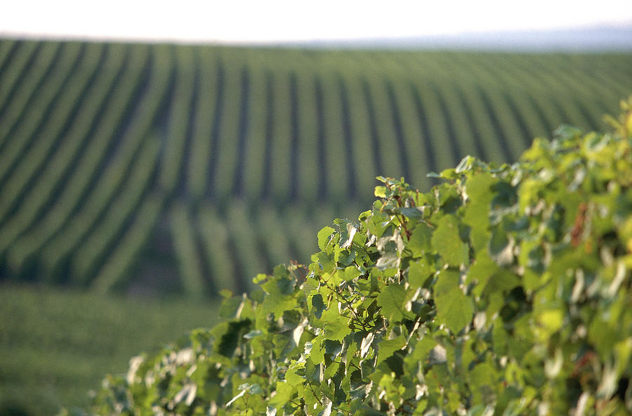 Wine Photograph - View Of Grand Cru Vineyards In Champagne by Jalag / Joerg Lehmann