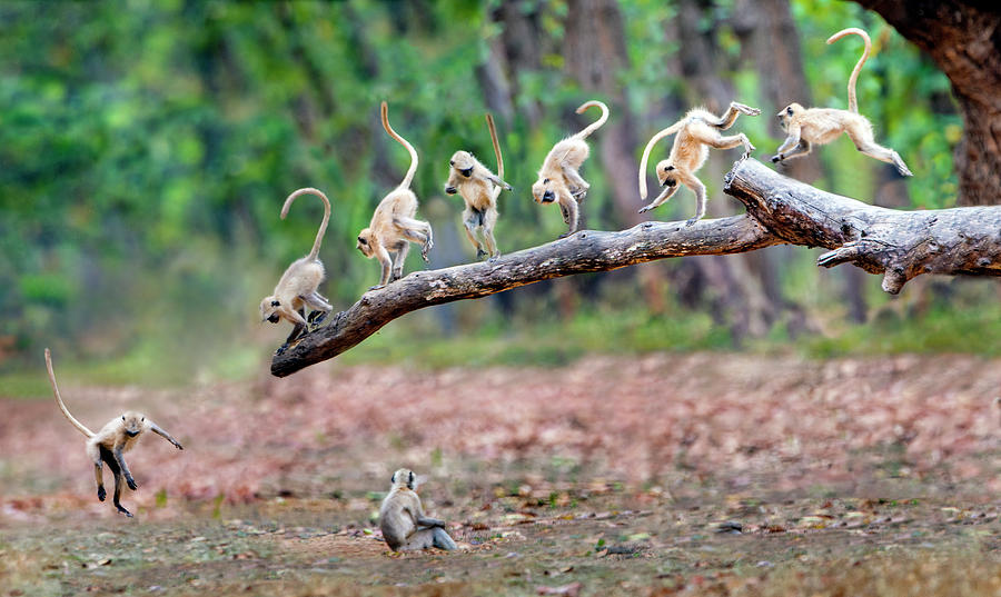 View Of Group Of Langur Monkeys Photograph by Panoramic Images