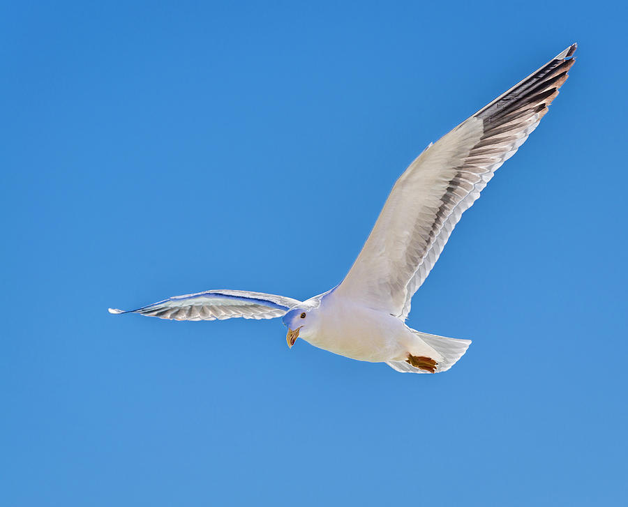 Nature Photograph - View Of Herring Gull Larus Argentatus by Panoramic Images