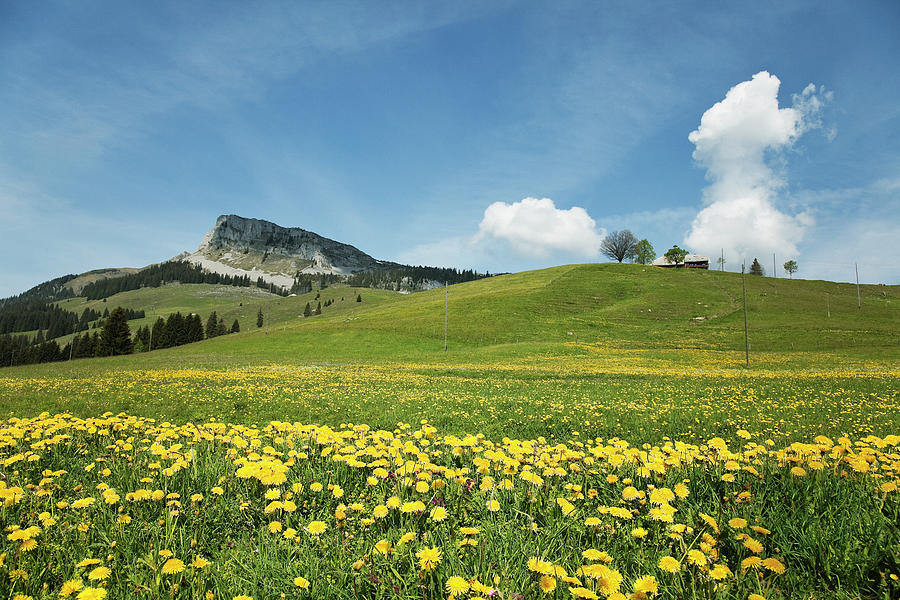 https://images.fineartamerica.com/images/artworkimages/mediumlarge/2/view-of-landscape-with-flowers-on-meadow-at-entlebuch-lucerne-switzerland-jalag-arthur-f-selbach.jpg