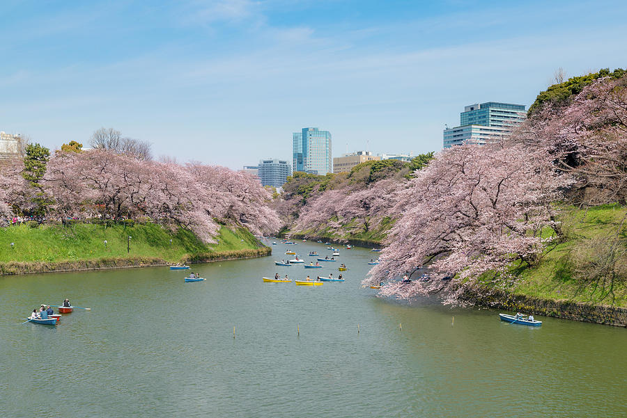 View Of Massive Cherry Blossom Photograph by Prasit Rodphan - Fine Art ...