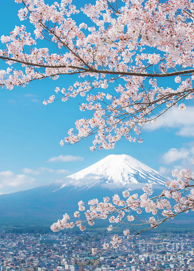 View Of Mount Fuji With Cherry Blossom Photograph by Tanatat Pongphibool ,thailand