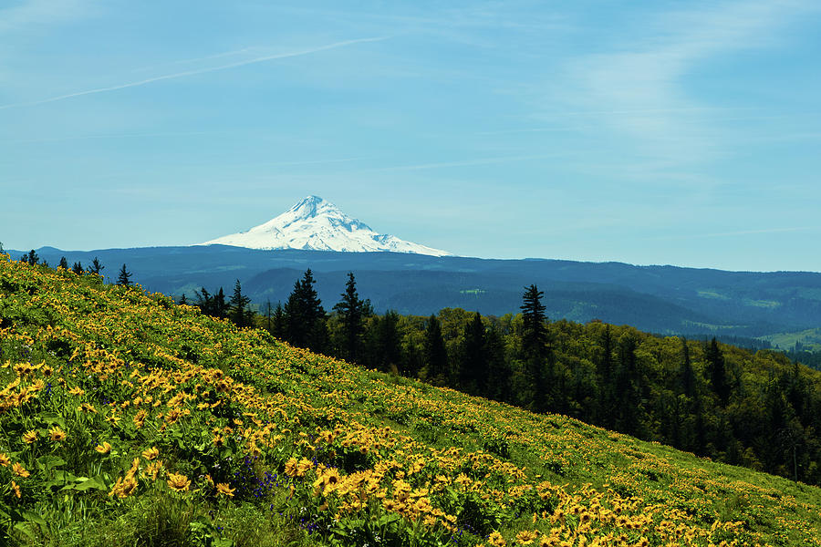 View of Mt Hood, Oregon Photograph by Aashish Vaidya