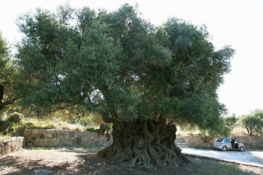 View Of Old Olive Tree In Crete, Greece Photograph by Jalag / Arthur F ...