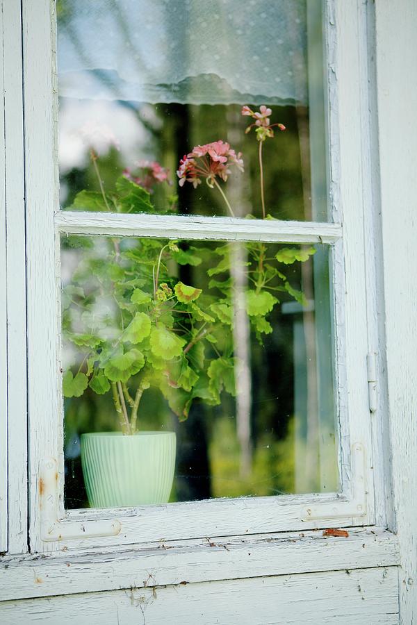 View Of Potted Geranium Through Lattice Window Photograph by Ulrika Ekblom