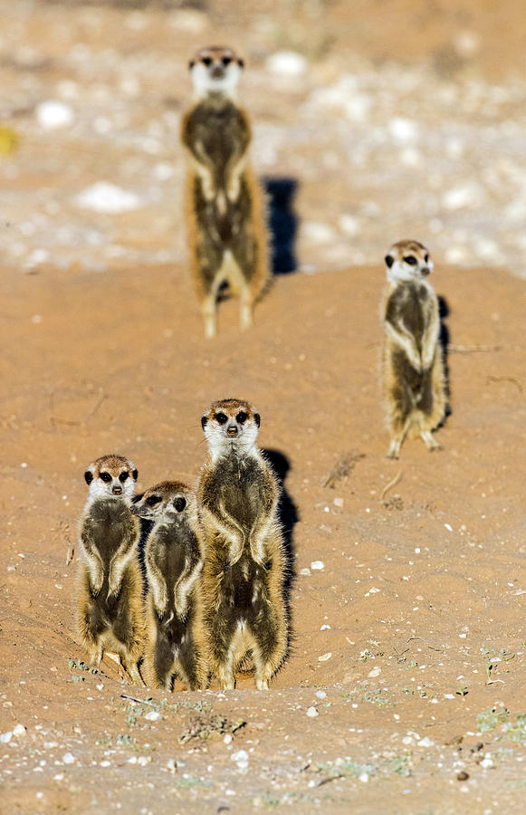 View Of Standing Meerkats Suricata Photograph by Panoramic Images