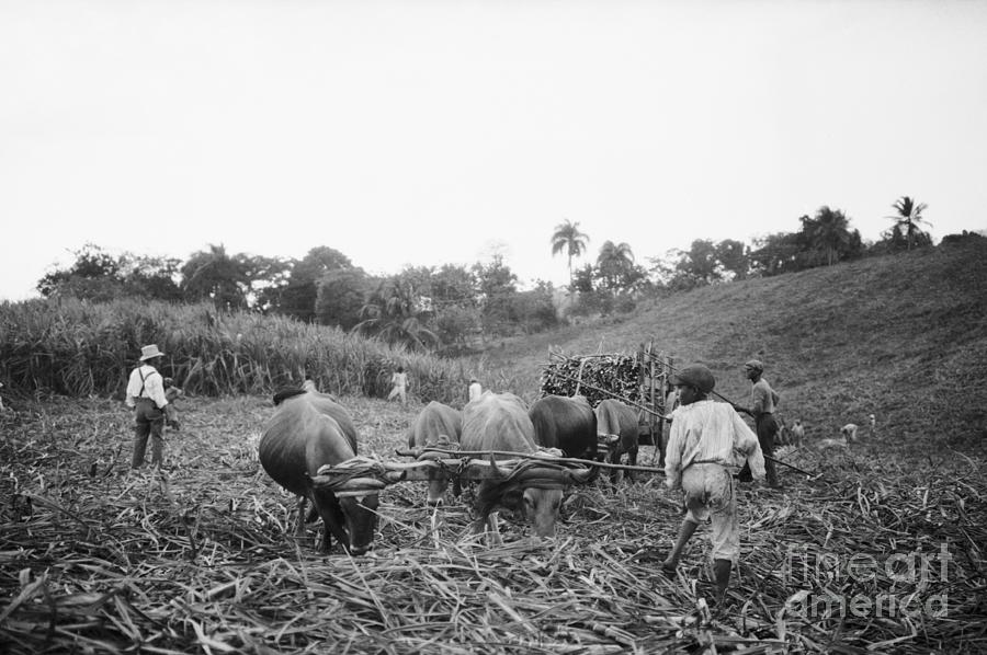 View Of Sugar Plantation Photograph by Bettmann