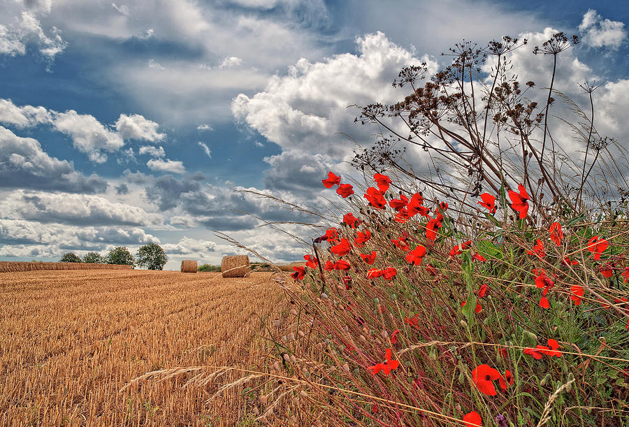 Poppy Photograph - View Of Summer Landscape by All Images Taken By Steve Cole