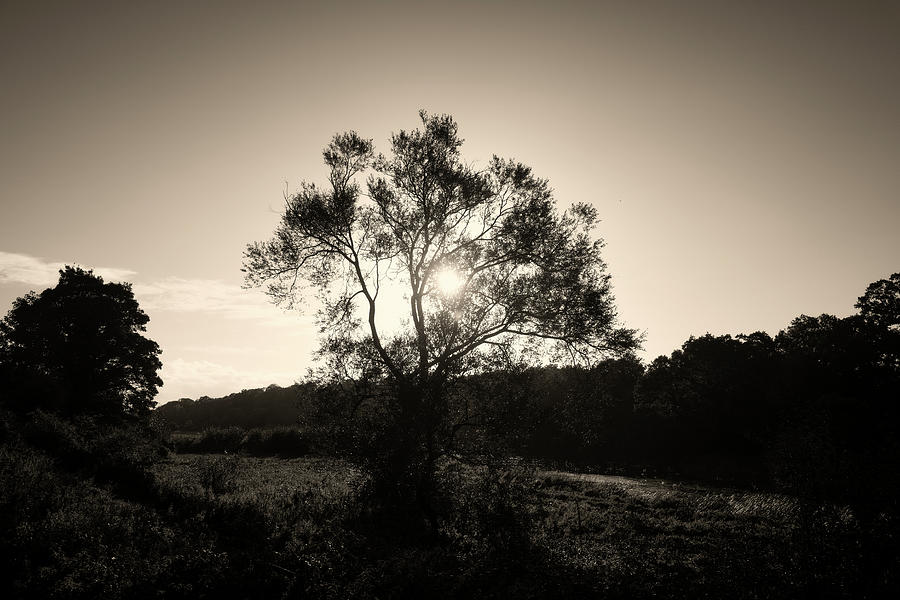 Sunset Photograph - View Of Sunlight Rays Through Tree by Panoramic Images