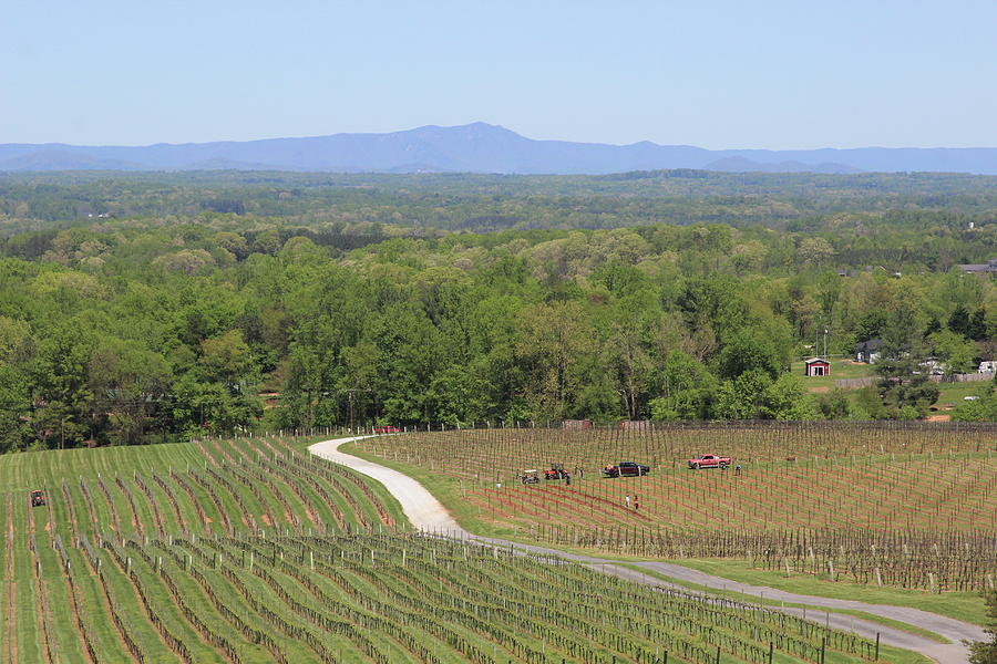 View Of The Blue Ridge From The Vineyard 4 Photograph by Cathy Lindsey
