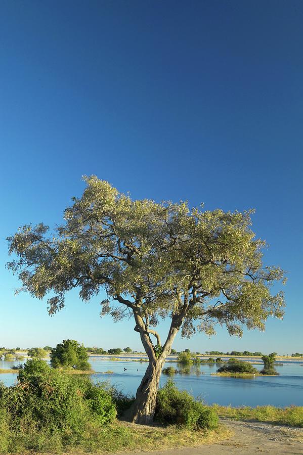 View Of The Chobe River. Chobe National Photograph by Roger De La Harpe ...