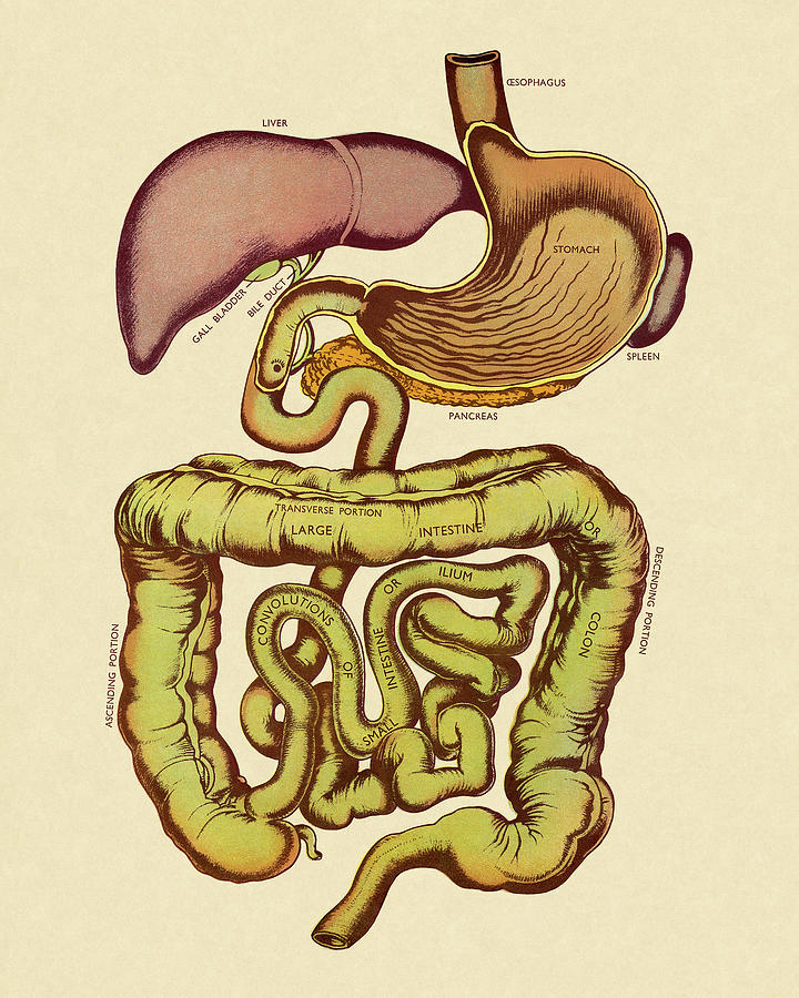 Vintage Drawing - View of the Digestive Tract by CSA Images