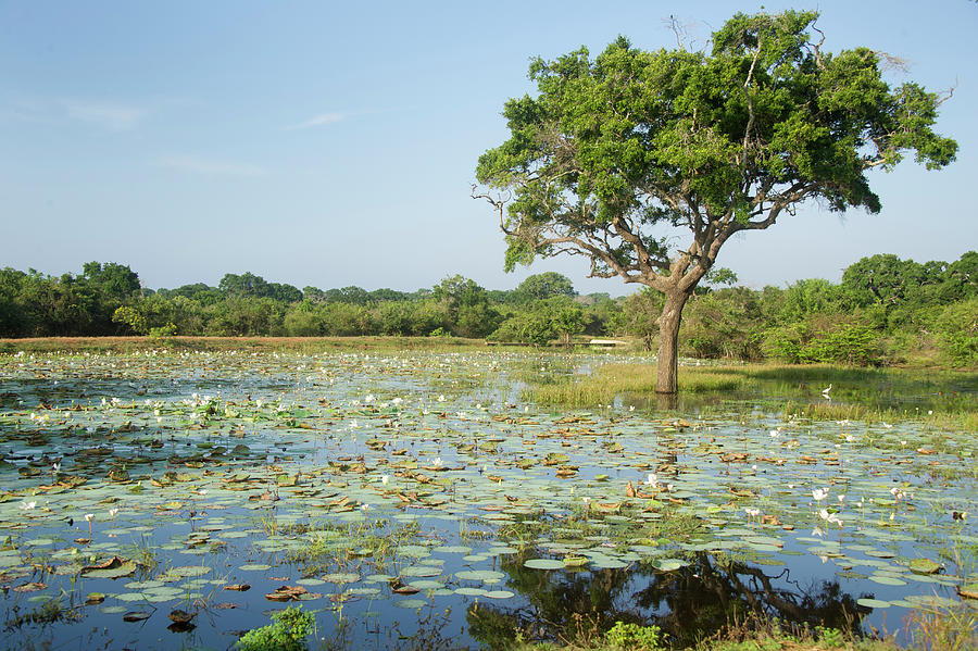 View Of Water Lilies And Tree In Lake At Yala National Park, Southern Province, Sri Lanka Photograph by Lukas Larsson Jalag