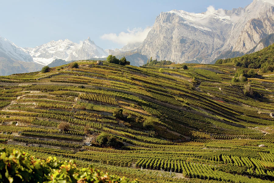View Of Wine Fields And Mountain Range In Lower Canton Of Valais, Switzerland Photograph by Jalag / Walter Schmitz