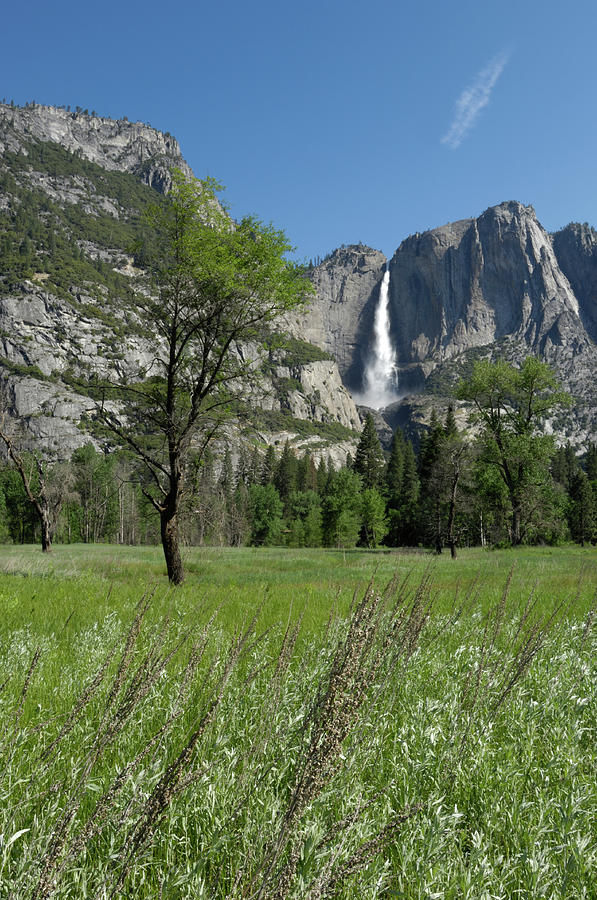 View Of Yosemite Falls In Yosemite Photograph by Gomezdavid