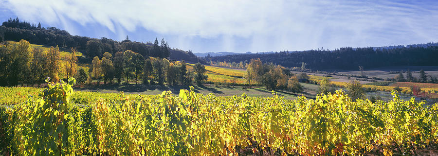 View Of Zenith Vineyard, Amity Photograph by Panoramic Images