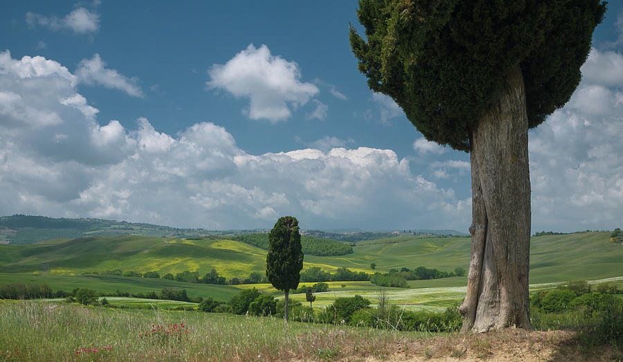 View on cypresses in wide landscape under a blue sky Photograph by Tosca Weijers