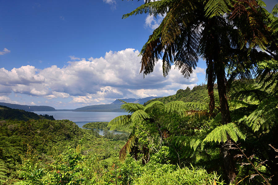 View On The Lake Tarawera Near Rotorua, North Island, New Zealand ...