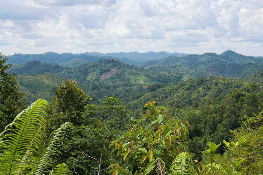 View Over Jungle In Borneo, Malaysia Photograph by Robas