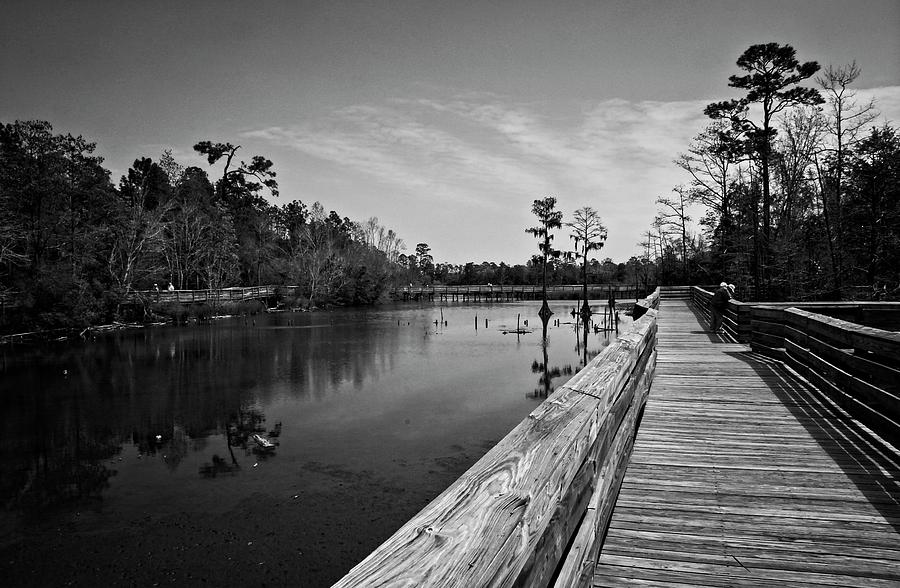 View the swamp from a wooden boardwalk. by Timothy Pinckard View the swamp from a wooden boardwalk. by Timothy Pinckard