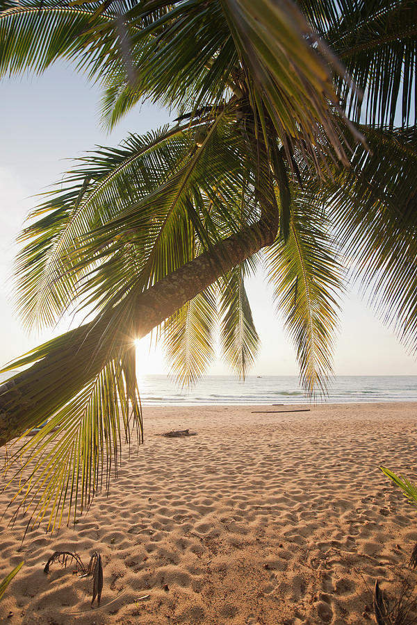 View Through Palm Leaves Of A Beach Photograph by Lothar Schulz