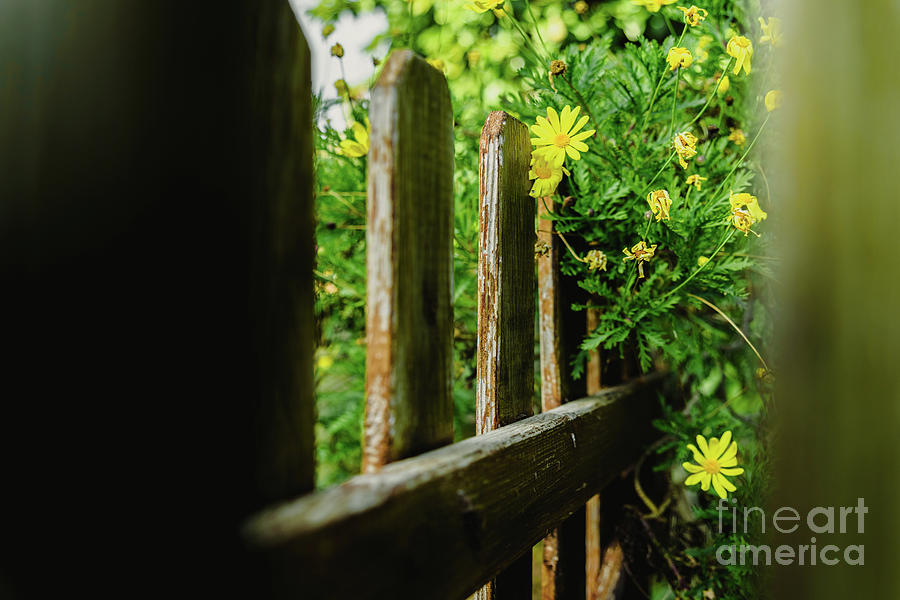 View through the aged wooden fences of a garden of yellow daisy bushes, Euryops pectinatus, during the spring. Photograph by Joaquin Corbalan