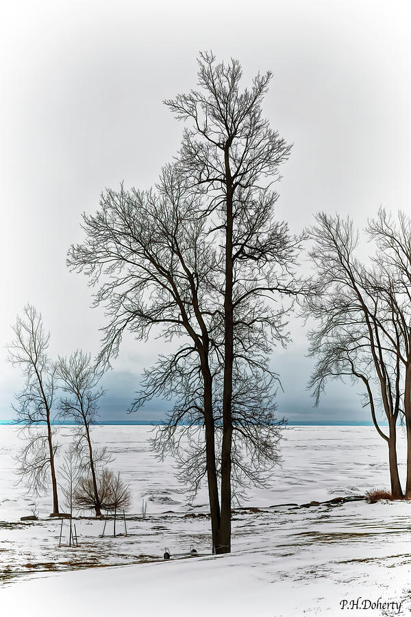 Nature Digital Art - View To The Lake by Phill Doherty
