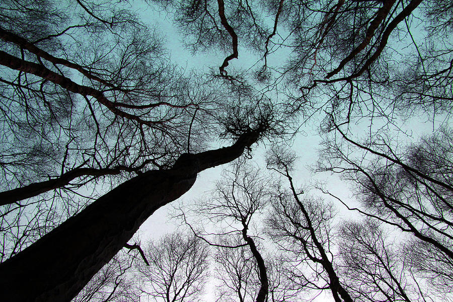 View Upward Into Tree Canopy Photograph by Lucys28