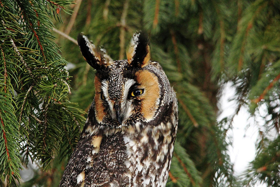 Vigilant Long Eared Owl Photograph by Debbie Oppermann