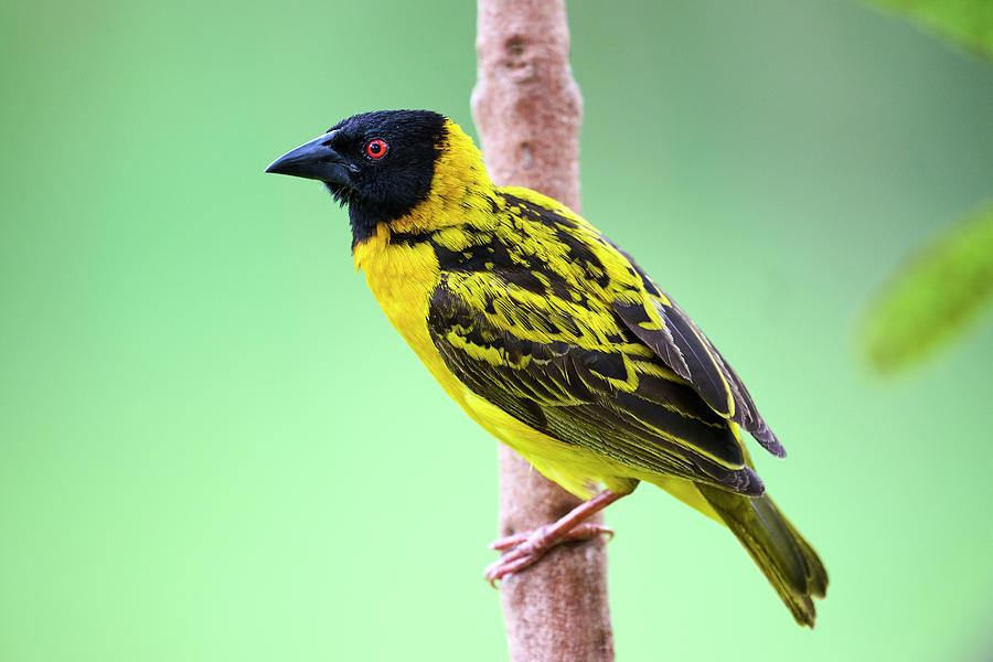 Village Weaver Bird Male, Perched On Branch, Akagera Photograph by Eric ...