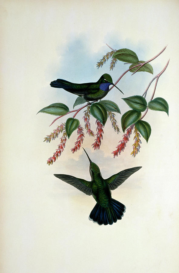 Villavicencios Sabre-wing.. By Gould Painting by Academy Of Natural Sciences Villavicencios Sabre-wing.. By Gould Painting by Academy Of Natural Sciences