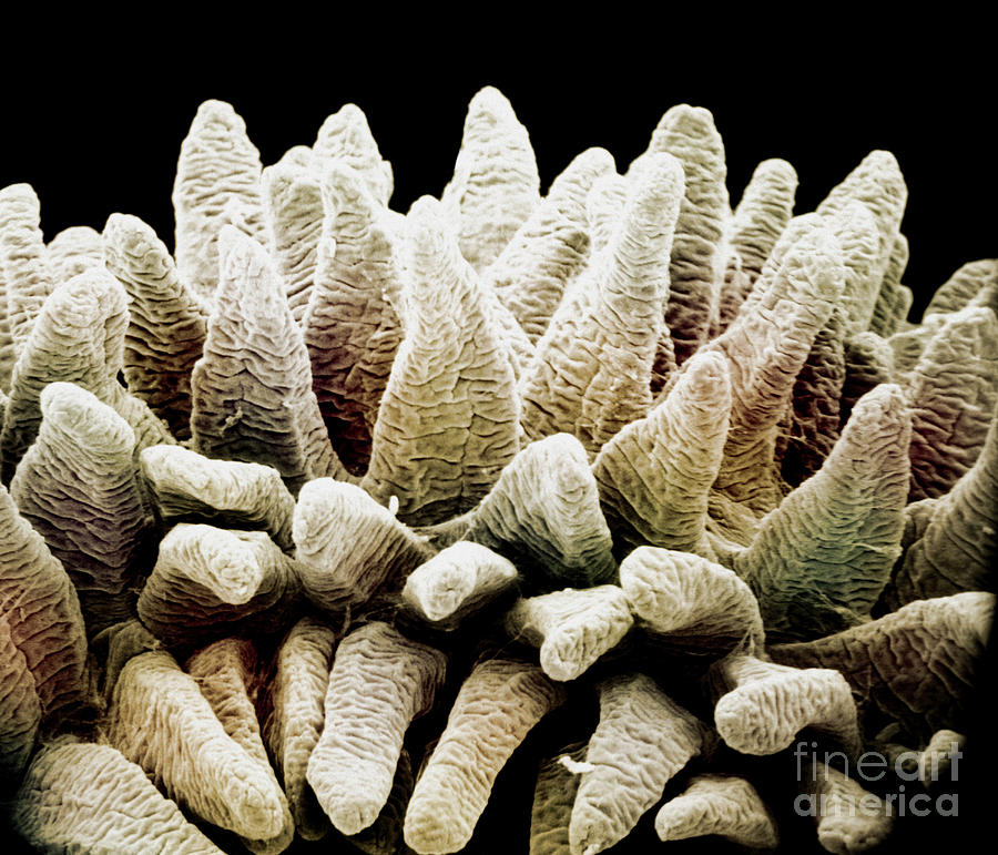 Villi In Mammal Small Intestine Photograph by Dr. Richard Kessel And Dr. Gene Shih / Science Photo Library