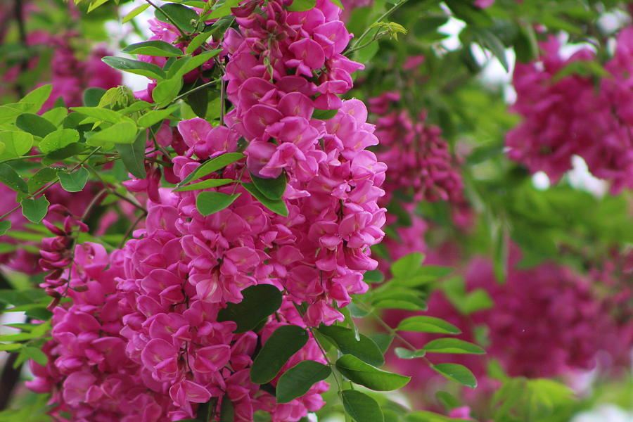 Vin Rouge Photograph - Vin Rouge Flowers on Locust Tree in Rain by Colleen Cornelius Vin Rouge Photograph - Vin Rouge Flowers on Locust Tree in Rain by Colleen Cornelius