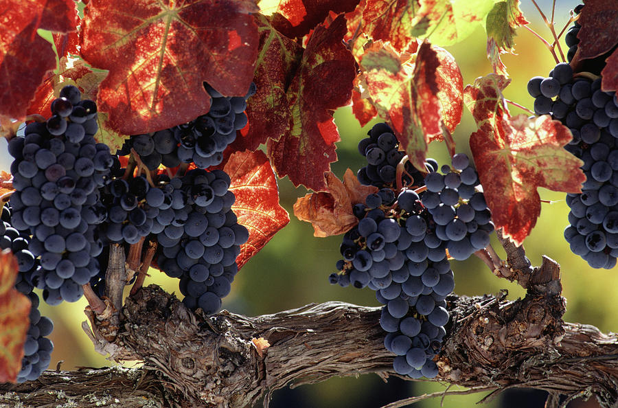 Vine Branch With Grapes, Wine Country Photograph by Peter Ginter