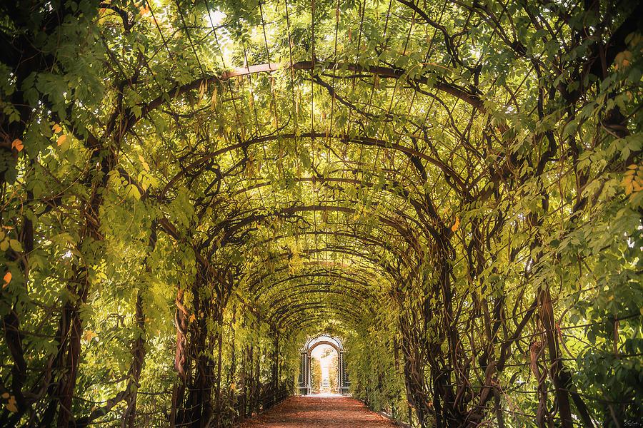 Vine Canopy at Schonbrunn Palace Photograph by Owen Weber