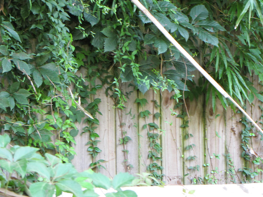 Vine Covered Fence Photograph by Lelania Gillis - Fine Art America