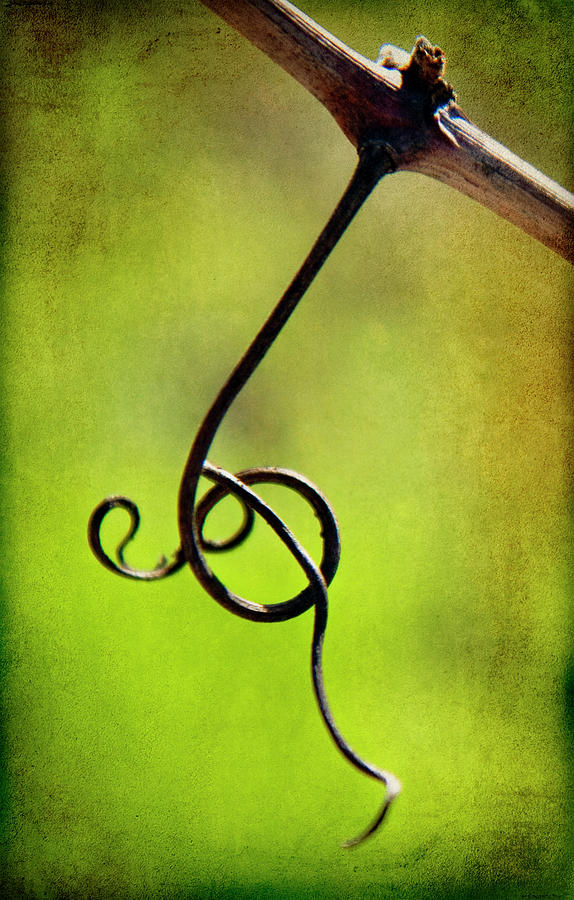 Vine Curl 1 Photograph by Jessica Rogers